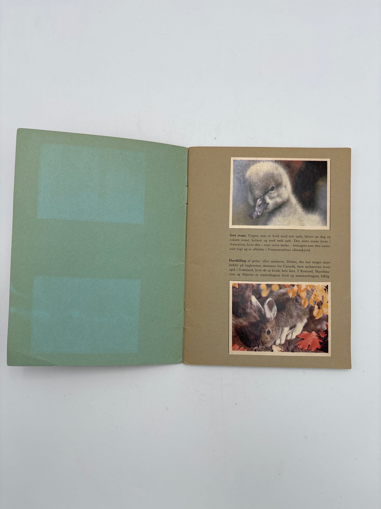 Disney-Naturens småbørn