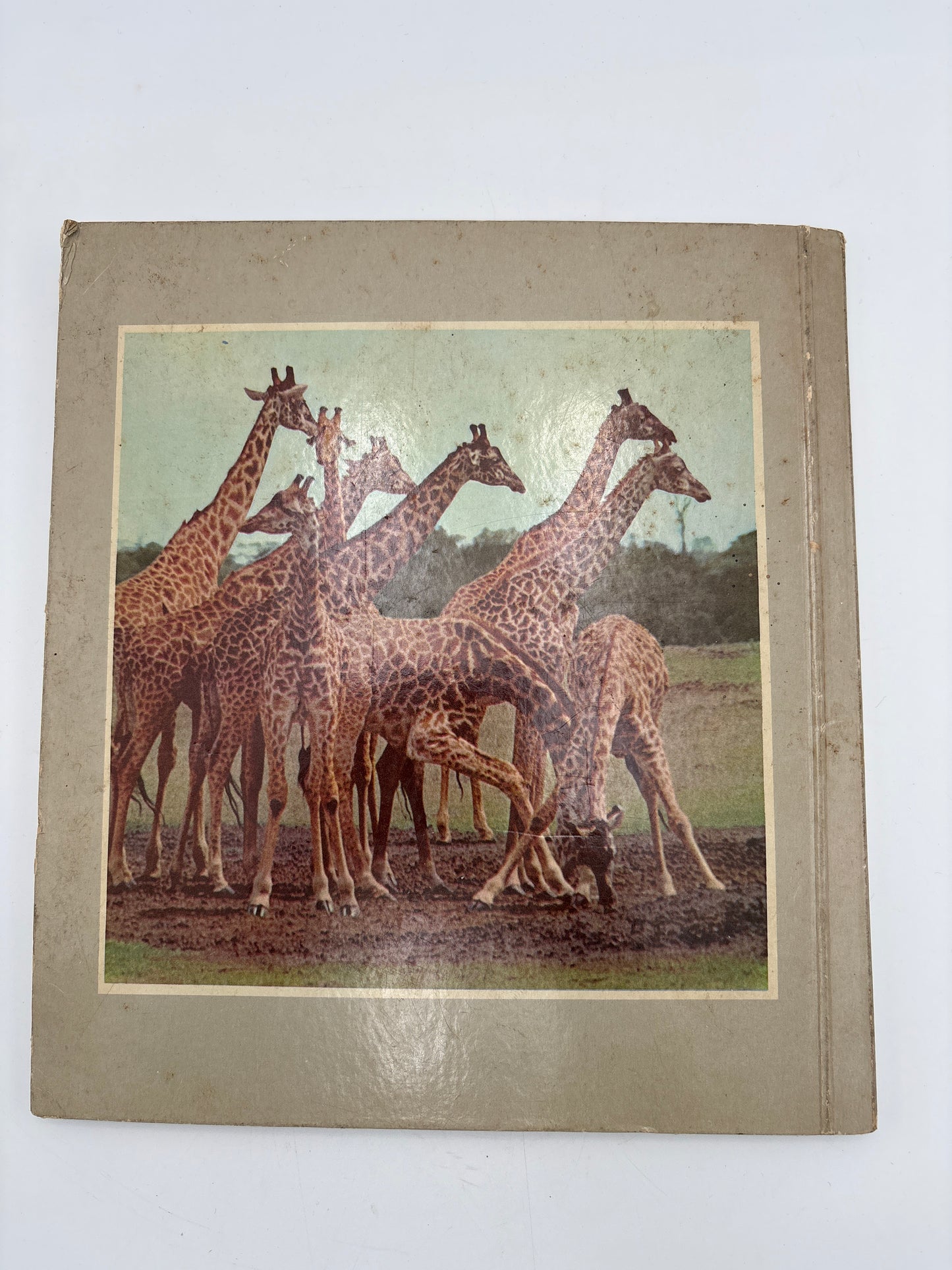 Rich's album-Fra naturens hverdag-efter Walt Disney's dyrefilm